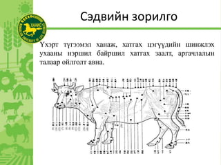 Сэдвийн зорилго
Үхэрт түгээмэл ханаж, хатгах цэгүүдийн шинжлэх
ухааны нэршил байршил хатгах заалт, аргачлалын
талаар ойлголт авна.
 