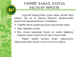 ҮХРИЙГ ХАНАХ, ХАТГАХ
ЗАСЛААР ЭМЧЛЭХ
Адуутай харьцуулбал үхэрт ханах заслыг бага
хийдэг. Энэ нь уг амьтны биологи- физиологийн
онцлогтой уялдаатай болно. Тухайлбал:
 Үхрийн өнгөц хураагуур судас адууныхаас цөөн
 Арьс давхарга зузаан
 Өөх тосны нөөцлүүр болон эд эсийн найрлага
ханасан тосны хүчил ихтэй зэрэг онцлог бий.
Харин манай малчид үхэрт тараглуулах
зорилгоор ханах заслыг нэлээд түгээмэл хийдэг.
 