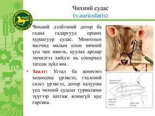 Чихний судас
(v.auricularis)
Чихний дэлбээний дотор ба
гадна гадаргууд орших
хураагуур судас. Монголын
малчид малын олон өвчний
үед чих имнэх, цуулах аргаар
эмчилгээ хийдэг нь сонирхол
татсан зүйл юм.
• Заалт: Угтал ба жинхэнэ
ходоодны үрэвсэл, гэдэсний
салст үрэвсэл, дотор халууны
үед чихний судсыг гурвалжин
зүүгээр хатгаж ялимгүй цус
гаргана.
 