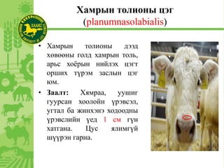 Хамрын толионы цэг
(planumnasolabialis)
• Хамрын толионы дээд
хөвөөны голд хамрын толь,
арьс хоёрын нийлэх цэгт
орших түрэм заслын цэг
юм.
• Заалт: Хямраа, уушиг
гуурсан хоолойн үрэвсэл,
угтал ба жинхэнэ ходоодны
үрэвслийн үед 1 см гүн
хатгана. Цус ялимгүй
шүүрэн гарна.
 