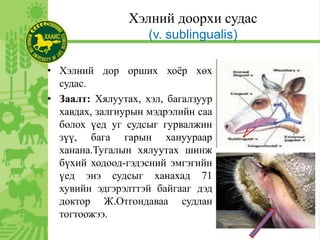 Хэлний доорхи судас
(v. sublingualis)
• Хэлний дор орших хоёр хөх
судас.
• Заалт: Хялуутах, хэл, багалзуур
хавдах, залгиурын мэдрэлийн саа
болох үед уг судсыг гурвалжин
зүү, бага гарын хануураар
ханана.Тугалын хялуутах шинж
бүхий ходоод-гэдэсний эмгэгийн
үед энэ судсыг ханахад 71
хувийн эдгэрэлттэй байгааг дэд
доктор Ж.Отгондаваа судлан
тогтоожээ.
 