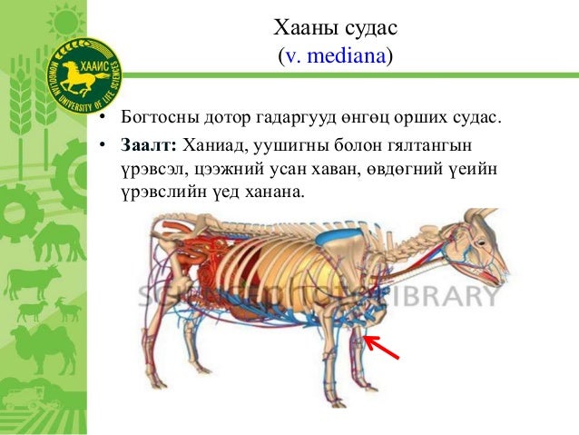 Үхрийг ханаж, хатгах