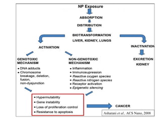 NP Exposure
Asharani et al., ACS Nano, 2008
 
