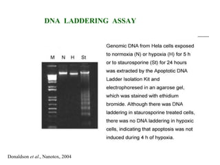 DNA LADDERING ASSAY
Donaldson et al., Nanotox, 2004
 