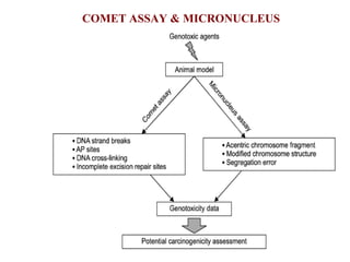 COMET ASSAY & MICRONUCLEUS
 