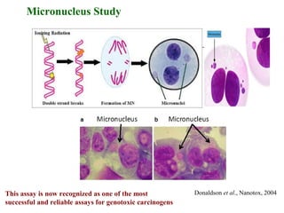 Micronucleus Study
Donaldson et al., Nanotox, 2004This assay is now recognized as one of the most
successful and reliable assays for genotoxic carcinogens
 