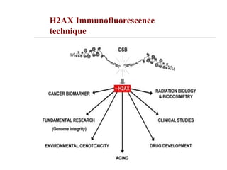 H2AX Immunofluorescence
technique
 