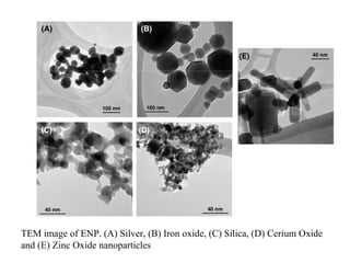 TEM image of ENP. (A) Silver, (B) Iron oxide, (C) Silica, (D) Cerium Oxide
and (E) Zinc Oxide nanoparticles
 