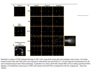 Qualitative images of ENP mediated damage in TK1 cells using both comet chip and standard comet assays. (A) media
treated control cells, (B) TK6 cells were exposed to industrially relevant ENPs at 5, 10 and 20ug/ml concentrations for 4h
and evaluated using Comet Chip technology. Expanded view shows ZnO NPs treated TK6 cells revealing significant DNA
damage. (C) traditional comet assay of TK6 cells treated with ZnO NPs at 20ug/ml for 4hr for comparison. . Scale bar
100um.
 