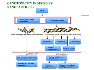 GENOTOXICITY INDUCED BY
NANOPARTICLES
 