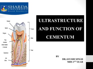 ULTRASTRUCTURE
AND FUNCTION OF
CEMENTUM
BY
DR.AYUSHI SINGH
MDS 1ST YEAR
 