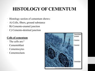 cementum seminar | PPTX