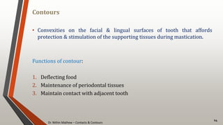 Dr. Nithin Mathew – Contacts & Contours
Contours
14
• Convexities on the facial & lingual surfaces of tooth that affords
protection & stimulation of the supporting tissues during mastication.
Functions of contour:
1. Deflecting food
2. Maintenance of periodontal tissues
3. Maintain contact with adjacent tooth
 
