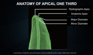 seminar 5 Significance of Root Apex Shruti.pptx