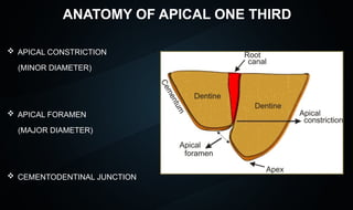 seminar 5 Significance of Root Apex Shruti.pptx