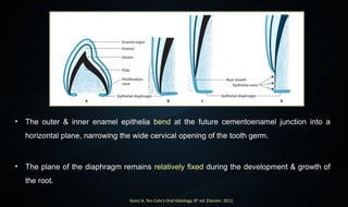 seminar 5 Significance of Root Apex Shruti.pptx