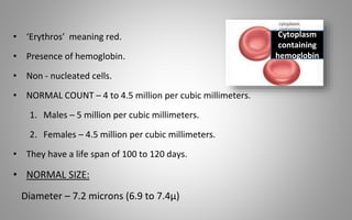 • ‘Erythros’ meaning red.
• Presence of hemoglobin.
• Non - nucleated cells.
• NORMAL COUNT – 4 to 4.5 million per cubic millimeters.
1. Males – 5 million per cubic millimeters.
2. Females – 4.5 million per cubic millimeters.
• They have a life span of 100 to 120 days.
• NORMAL SIZE:
Diameter – 7.2 microns (6.9 to 7.4μ)
Cytoplasm
containing
hemoglobin
 
