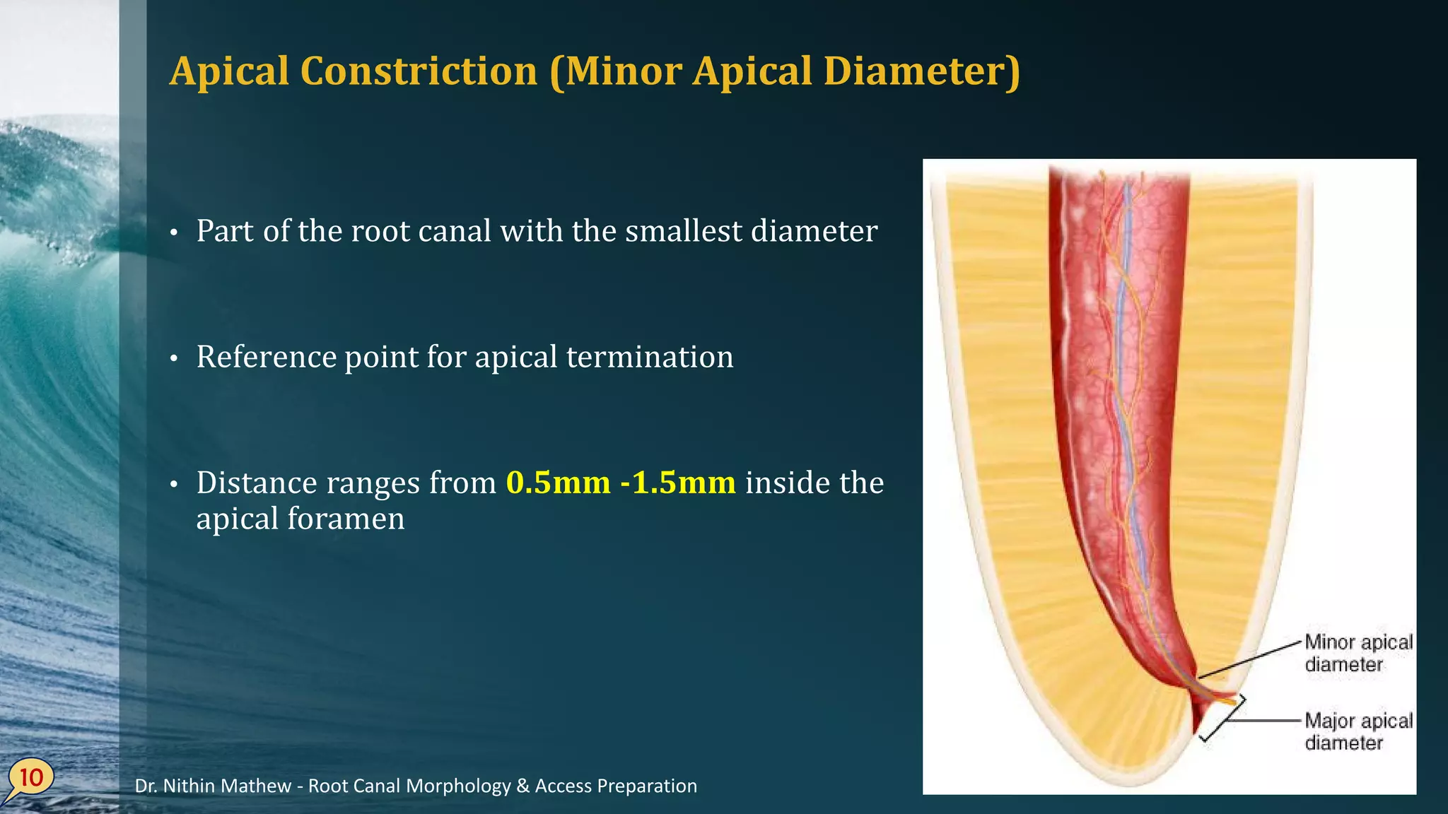• Part of the root canal with the smallest diameter
• Reference point for apical termination
• Distance ranges from 0.5mm -1.5mm inside the
apical foramen
Apical Constriction (Minor Apical Diameter)
10 Dr. Nithin Mathew - Root Canal Morphology & Access Preparation
 