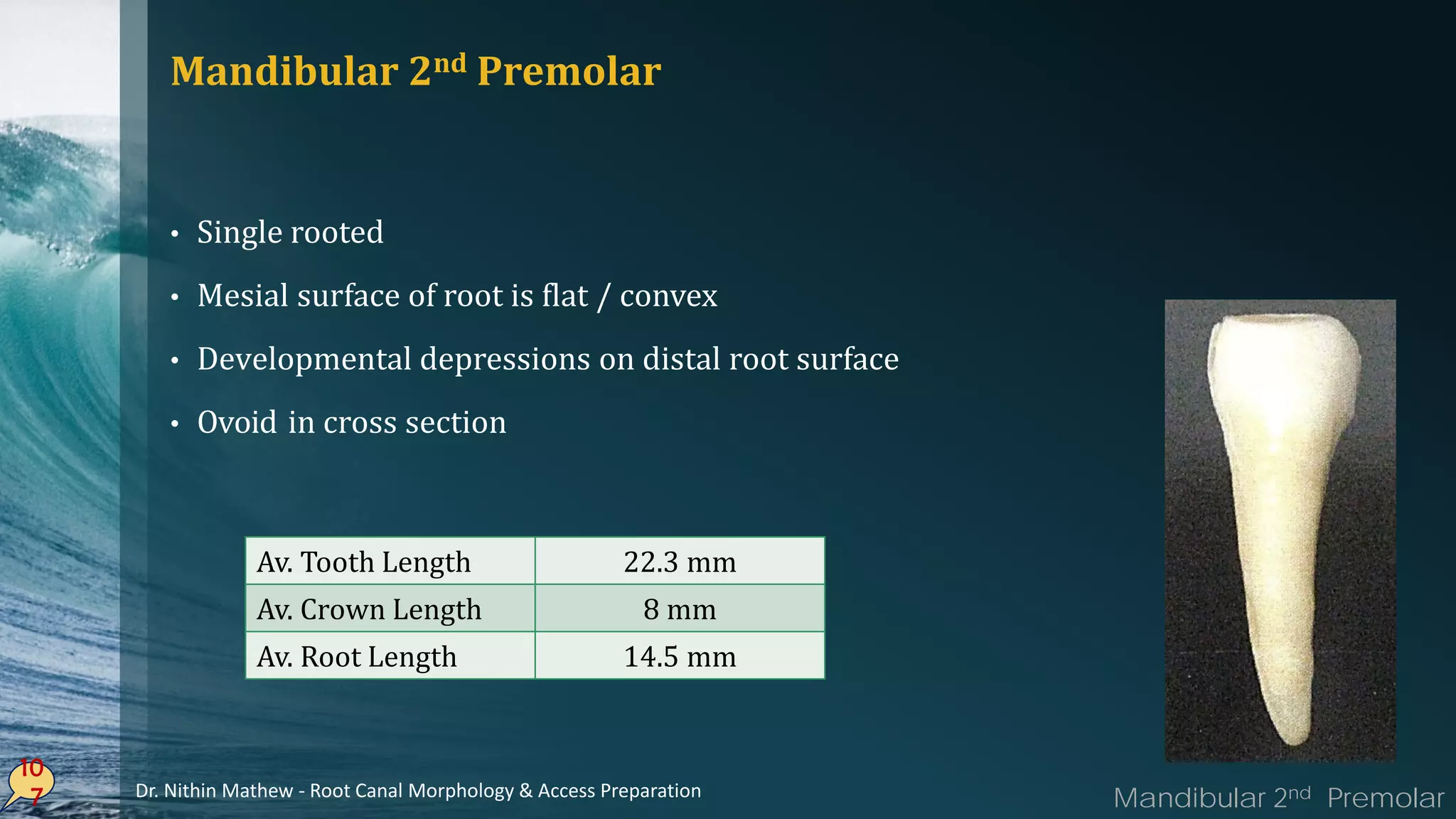 Mandibular 2nd Premolar
• Single rooted
• Mesial surface of root is flat / convex
• Developmental depressions on distal root surface
• Ovoid in cross section
10
7
Av. Tooth Length 22.3 mm
Av. Crown Length 8 mm
Av. Root Length 14.5 mm
Mandibular 2nd PremolarDr. Nithin Mathew - Root Canal Morphology & Access Preparation
 