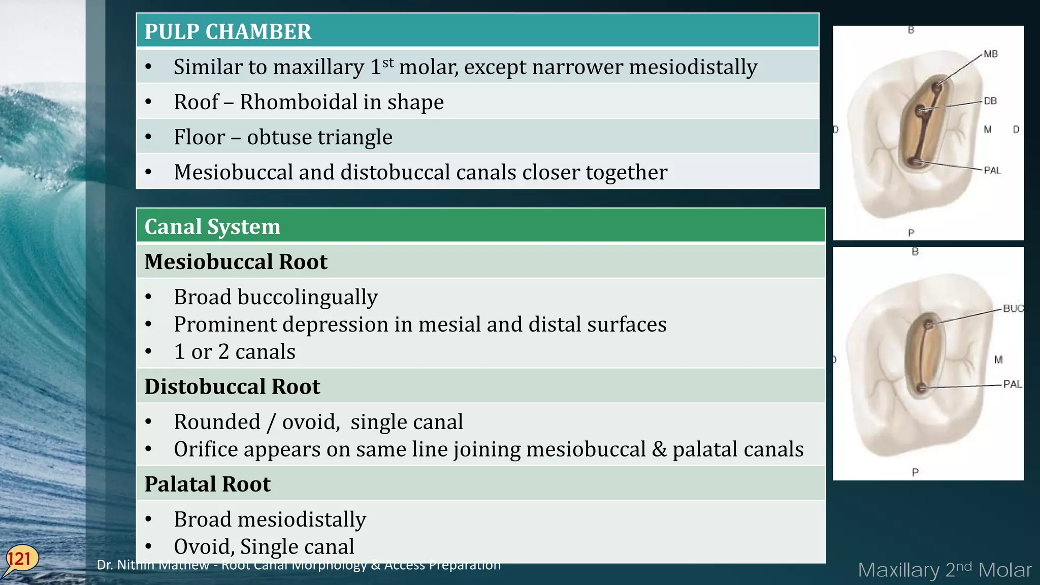 121
PULP CHAMBER
• Similar to maxillary 1st molar, except narrower mesiodistally
• Roof – Rhomboidal in shape
• Floor – obtuse triangle
• Mesiobuccal and distobuccal canals closer together
Maxillary 2nd Molar
Canal System
Mesiobuccal Root
• Broad buccolingually
• Prominent depression in mesial and distal surfaces
• 1 or 2 canals
Distobuccal Root
• Rounded / ovoid, single canal
• Orifice appears on same line joining mesiobuccal & palatal canals
Palatal Root
• Broad mesiodistally
• Ovoid, Single canal
Dr. Nithin Mathew - Root Canal Morphology & Access Preparation
 