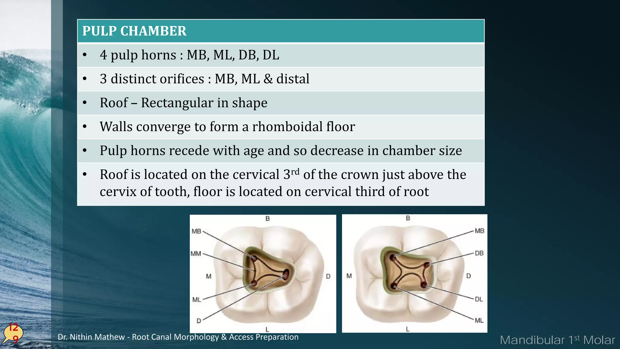 12
9
PULP CHAMBER
• 4 pulp horns : MB, ML, DB, DL
• 3 distinct orifices : MB, ML & distal
• Roof – Rectangular in shape
• Walls converge to form a rhomboidal floor
• Pulp horns recede with age and so decrease in chamber size
• Roof is located on the cervical 3rd of the crown just above the
cervix of tooth, floor is located on cervical third of root
Mandibular 1st MolarDr. Nithin Mathew - Root Canal Morphology & Access Preparation
 
