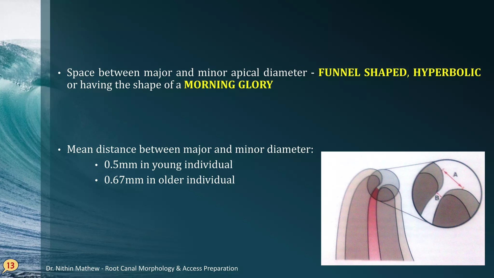 • Space between major and minor apical diameter - FUNNEL SHAPED, HYPERBOLIC
or having the shape of a MORNING GLORY
• Mean distance between major and minor diameter:
• 0.5mm in young individual
• 0.67mm in older individual
13 Dr. Nithin Mathew - Root Canal Morphology & Access Preparation
 