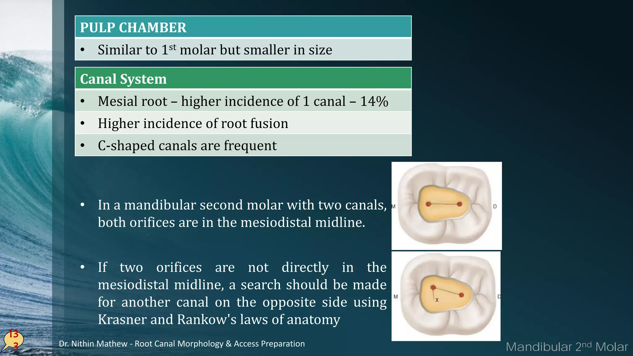 13
3
PULP CHAMBER
• Similar to 1st molar but smaller in size
Canal System
• Mesial root – higher incidence of 1 canal – 14%
• Higher incidence of root fusion
• C-shaped canals are frequent
Mandibular 2nd Molar
• In a mandibular second molar with two canals,
both orifices are in the mesiodistal midline.
If• two orifices are not directly in the
mesiodistal midline, a search should be made
for another canal on the opposite side using
Krasner and Rankow's laws of anatomy
Dr. Nithin Mathew - Root Canal Morphology & Access Preparation
 