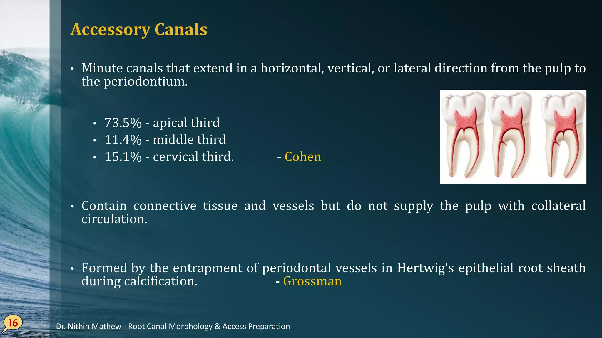 Accessory Canals
• Minute canals that extend in a horizontal, vertical, or lateral direction from the pulp to
the periodontium.
• 73.5% - apical third
• 11.4% - middle third
• 15.1% - cervical third. - Cohen
• Contain connective tissue and vessels but do not supply the pulp with collateral
circulation.
• Formed by the entrapment of periodontal vessels in Hertwig's epithelial root sheath
during calcification. - Grossman
16 Dr. Nithin Mathew - Root Canal Morphology & Access Preparation
 
