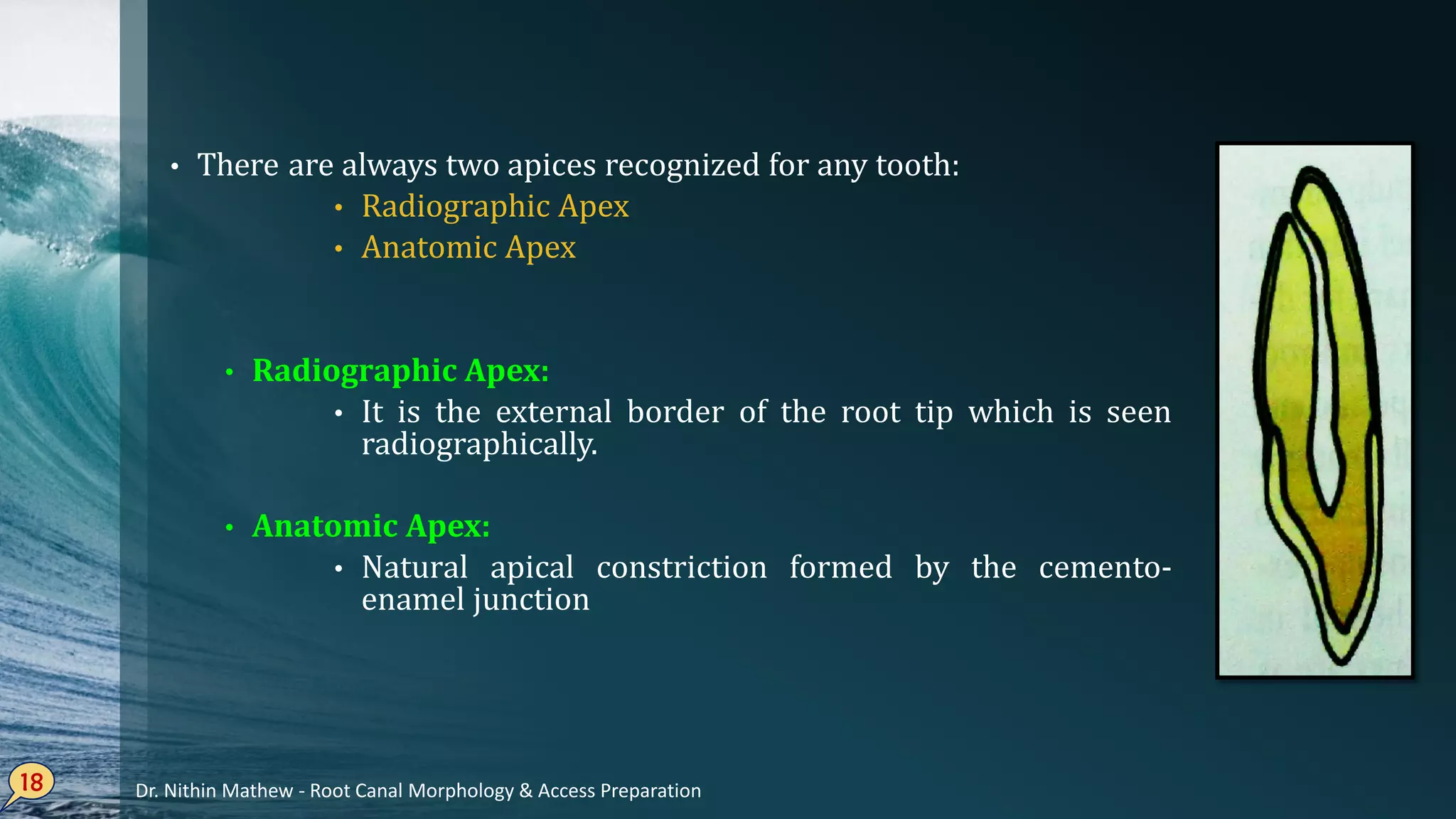 • There are always two apices recognized for any tooth:
• Radiographic Apex
• Anatomic Apex
• Radiographic Apex:
• It is the external border of the root tip which is seen
radiographically.
• Anatomic Apex:
• Natural apical constriction formed by the cemento-
enamel junction
18 Dr. Nithin Mathew - Root Canal Morphology & Access Preparation
 