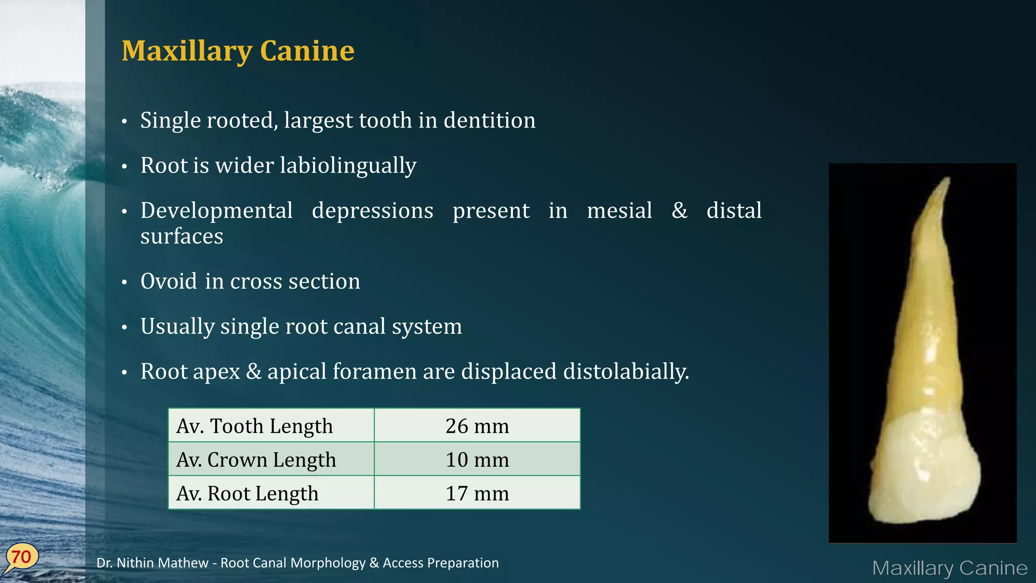 Maxillary Canine
• Single rooted, largest tooth in dentition
• Root is wider labiolingually
• Developmental depressions present in mesial & distal
surfaces
• Ovoid in cross section
• Usually single root canal system
• Root apex & apical foramen are displaced distolabially.
70
Av. Tooth Length 26 mm
Av. Crown Length 10 mm
Av. Root Length 17 mm
Maxillary CanineDr. Nithin Mathew - Root Canal Morphology & Access Preparation
 