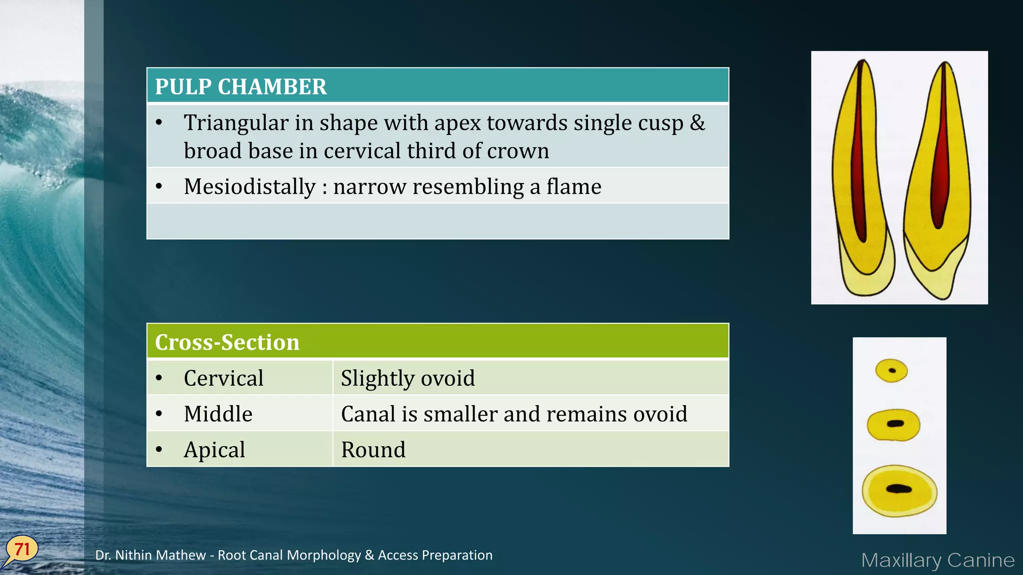 71
PULP CHAMBER
• Triangular in shape with apex towards single cusp &
broad base in cervical third of crown
• Mesiodistally : narrow resembling a flame
Cross-Section
• Cervical Slightly ovoid
• Middle Canal is smaller and remains ovoid
• Apical Round
Maxillary CanineDr. Nithin Mathew - Root Canal Morphology & Access Preparation
 