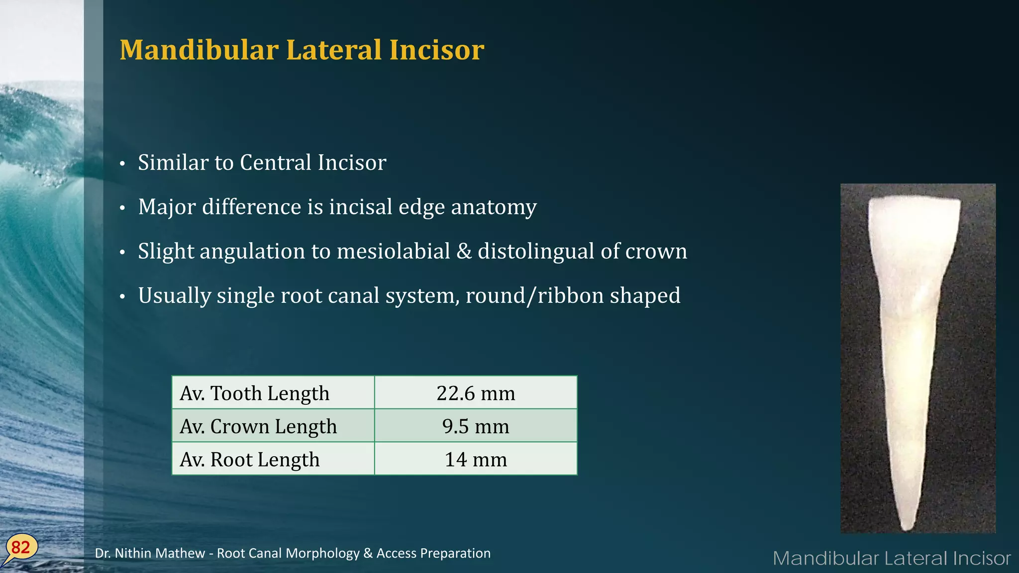 Mandibular Lateral Incisor
• Similar to Central Incisor
• Major difference is incisal edge anatomy
• Slight angulation to mesiolabial & distolingual of crown
• Usually single root canal system, round/ribbon shaped
82
Av. Tooth Length 22.6 mm
Av. Crown Length 9.5 mm
Av. Root Length 14 mm
Mandibular Lateral IncisorDr. Nithin Mathew - Root Canal Morphology & Access Preparation
 