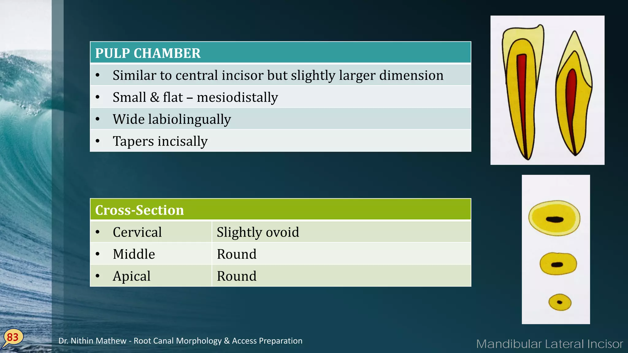 83
PULP CHAMBER
• Similar to central incisor but slightly larger dimension
• Small & flat – mesiodistally
• Wide labiolingually
• Tapers incisally
Cross-Section
• Cervical Slightly ovoid
• Middle Round
• Apical Round
Mandibular Lateral IncisorDr. Nithin Mathew - Root Canal Morphology & Access Preparation
 