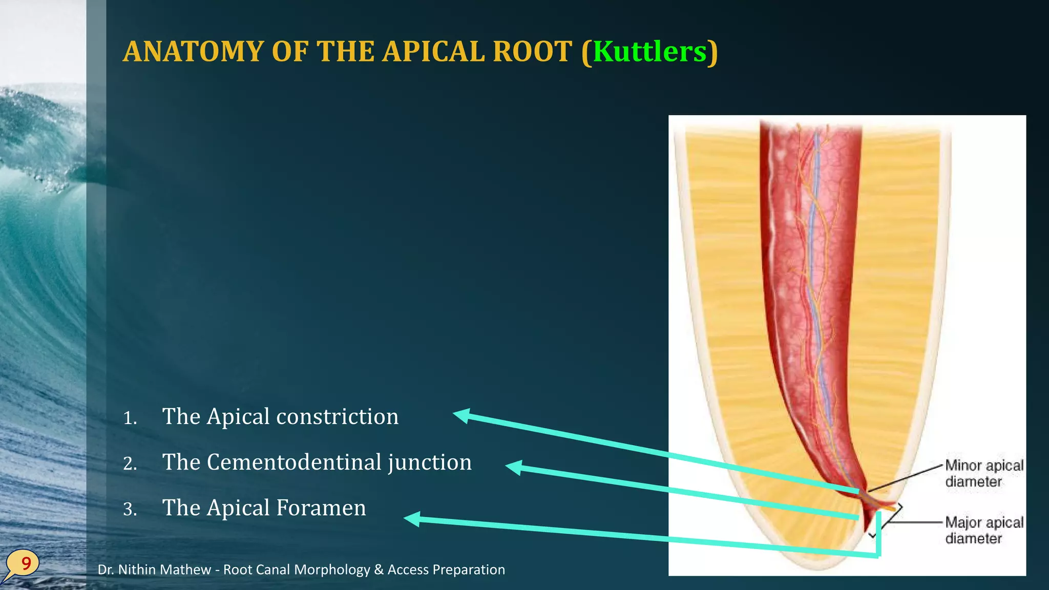 ANATOMY OF THE APICAL ROOT (Kuttlers)
1. The Apical constriction
2. The Cementodentinal junction
3. The Apical Foramen
9 Dr. Nithin Mathew - Root Canal Morphology & Access Preparation
 