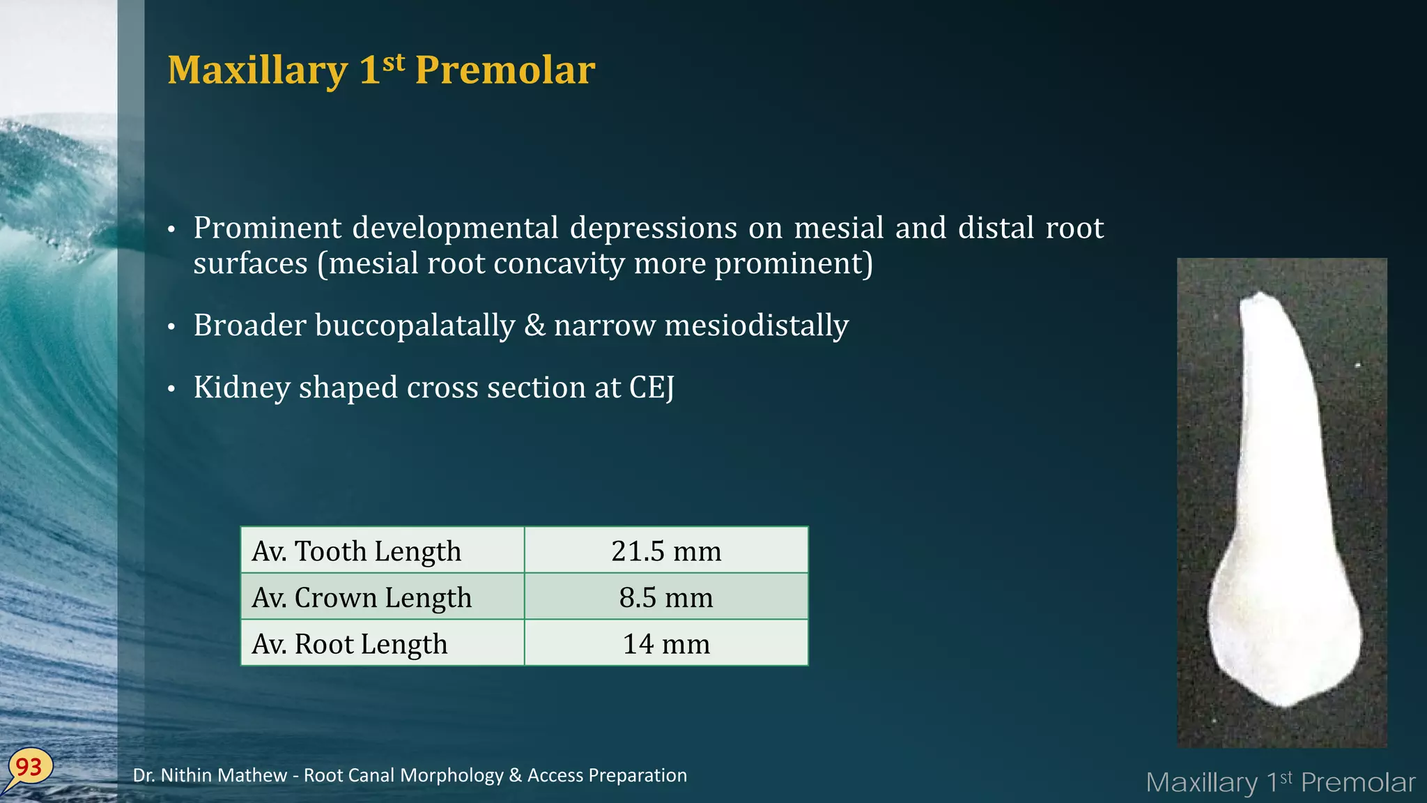 Maxillary 1st Premolar
• Prominent developmental depressions on mesial and distal root
surfaces (mesial root concavity more prominent)
• Broader buccopalatally & narrow mesiodistally
• Kidney shaped cross section at CEJ
93
Av. Tooth Length 21.5 mm
Av. Crown Length 8.5 mm
Av. Root Length 14 mm
Maxillary 1st PremolarDr. Nithin Mathew - Root Canal Morphology & Access Preparation
 