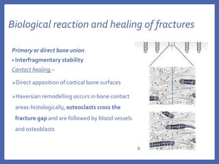 Biological reaction and healing of fractures
Primary or direct bone union
• Interfragmentary stability
Contact healing –
Direct apposition of cortical bone surfaces
Haversian remodelling occurs in bone contact
areas-histologically, osteoclasts cross the
fracture gap and are followed by blood vessels
and osteoblasts
 