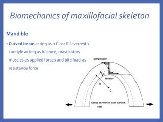 Biomechanics of maxillofacial skeleton
Mandible
• Curved beam acting as a Class III lever with
condyle acting as fulcrum, masticatory
muscles as applied forces and bite load as
resistance force
 