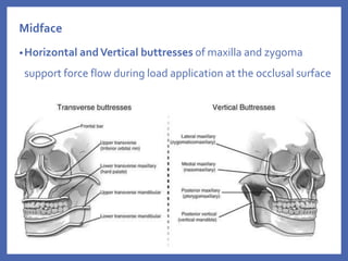 Midface
•Horizontal andVertical buttresses of maxilla and zygoma
support force flow during load application at the occlusal surface
 