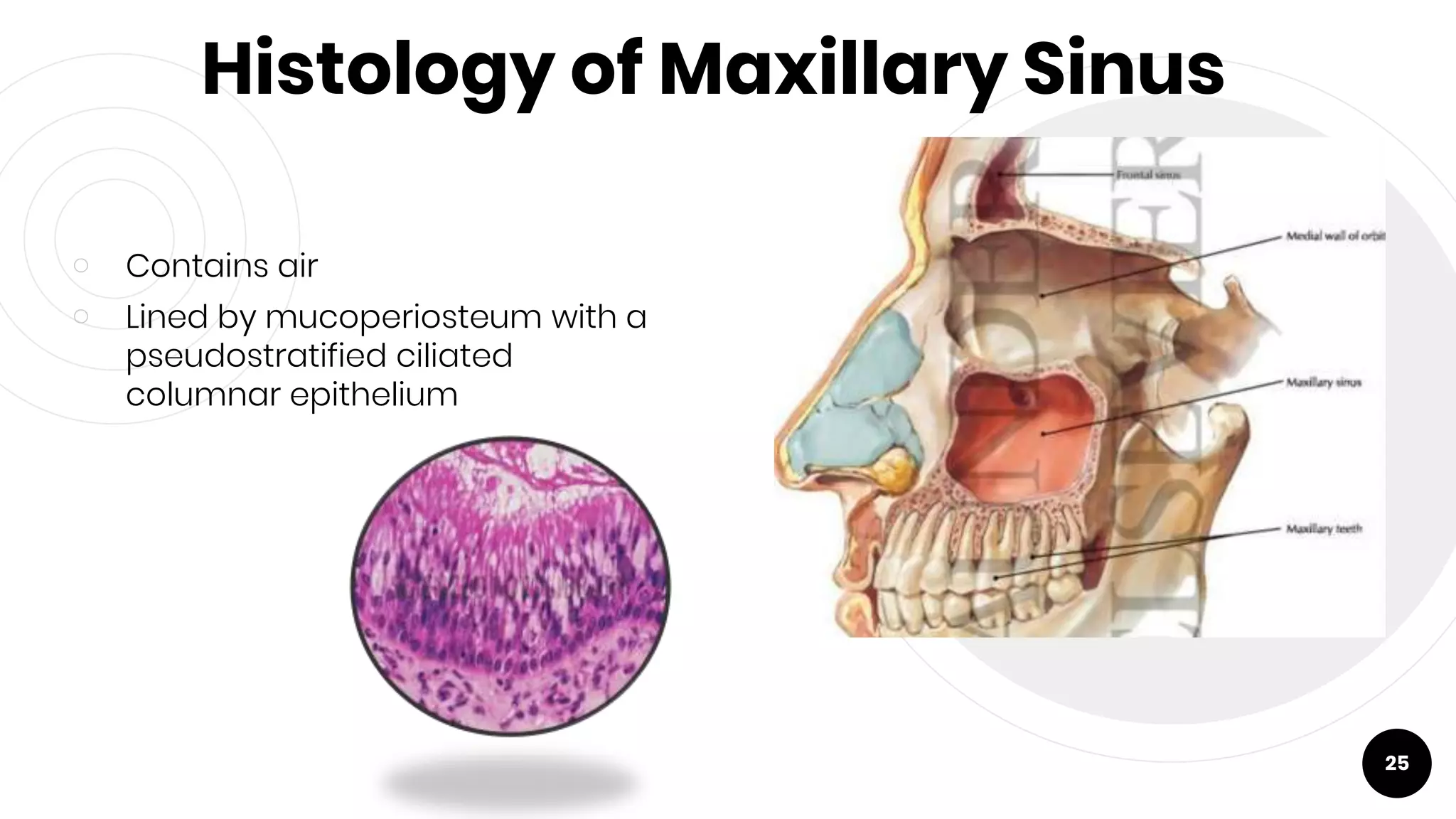 Histology of Maxillary Sinus
￮ Contains air
￮ Lined by mucoperiosteum with a
pseudostratified ciliated
columnar epithelium
25
 