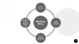 Maxillary
Sinus
Normal
Anatomy
Various
Imaging
Techniques
Normal
radiological
Appearance
Radiological
features of
various
diseases of
maxillary
sinus
15
 