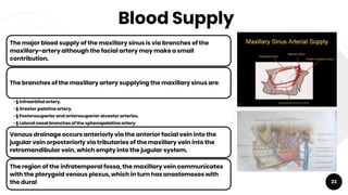 Blood Supply
23
The major blood supply of the maxillary sinus is via branches of the
maxillary-artery although the facial artery may make a small
contribution.
The branches of the maxillary artery supplying the maxillary sinus are:
• § Infraorbital artery.
• § Greater palatine artery.
• § Posterosuperior and anterosuperior alveolar arteries.
• § Lateral nasal branches of the sphenopalatine artery.
Venous drainage occurs anteriorly via the anterior facial vein into the
jugular vein orposteriorly via tributaries of the maxillary vein into the
retromandibular vein, which empty into the jugular system.
The region of the infratemporal fossa, the maxillary vein communicates
with the pterygoid venous plexus, which in turn has anastomoses with
the dural
 