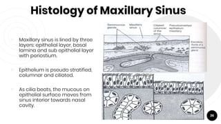 Histology of Maxillary Sinus
￮ Maxillary sinus is lined by three
layers: epithelial layer, basal
lamina and sub epithelial layer
with periostium.
￮ Epithelium is pseudo stratified,
columnar and ciliated.
￮ As cilia beats, the mucous on
epithelial surface moves from
sinus interior towards nasal
cavity.
26
 