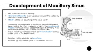 Development of Maxillary Sinus
• First paranasal sinus to develop
￮ 4th month of fetal life: shallow groove between the oral cavity
and the floor of the orbit.
￮ At birth: slit like out-pouching of the nasal cavity
￮ Develop as an evagination of the mucous membrane of the
lateral wall of the nasal cavity at the level of the middle nasal
meatus forming a minute space that expands primarily in an
inferior direction into the primordium of the maxilla.
￮ Grows rapidly by a process known as ‘Pneumatization’ during
the eruption of deciduous teeth
￮ Reaches half its adult size by 3yrs of age
￮ Reaches full size after eruption of permanent dentition
 