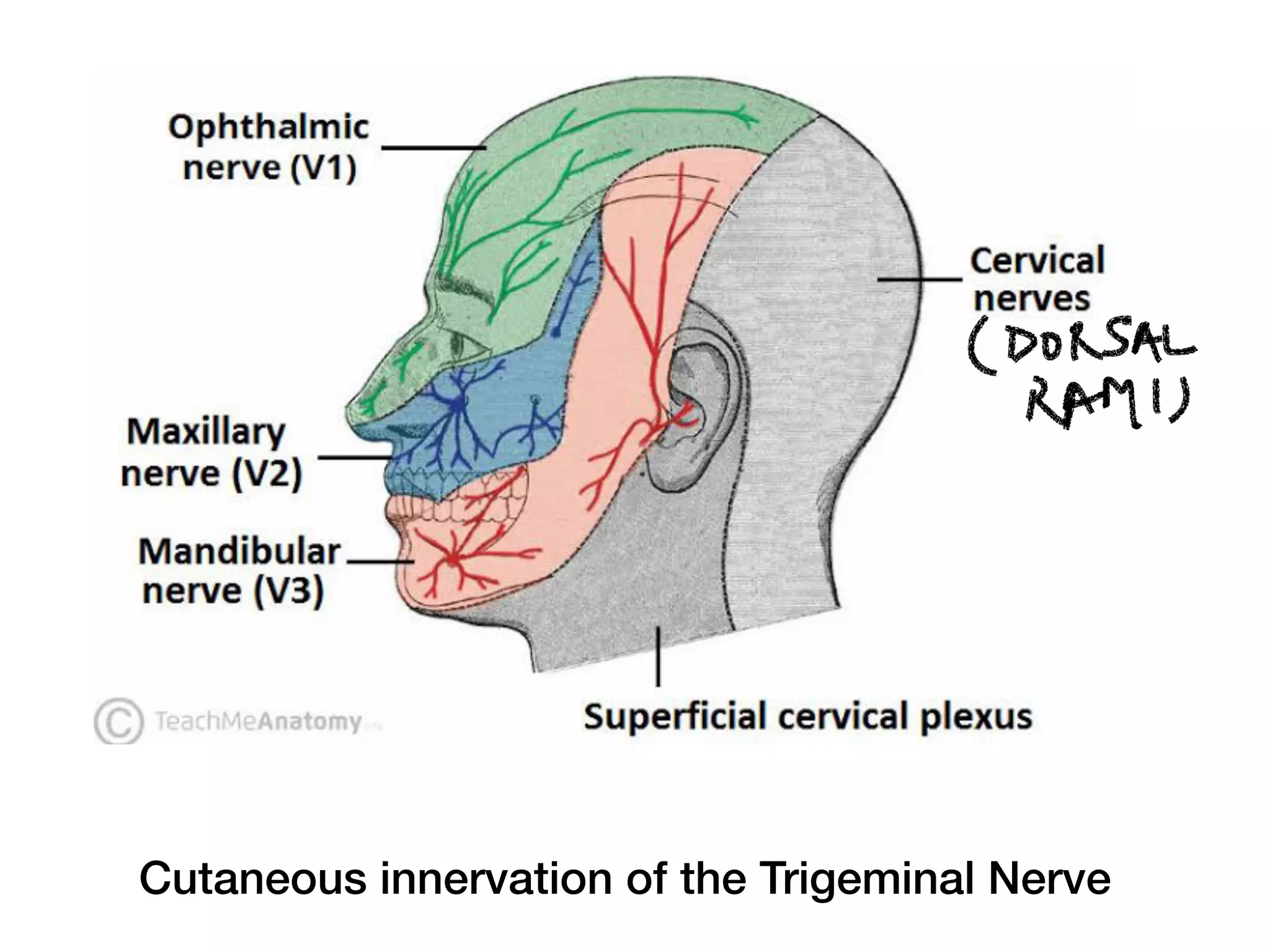 Facial, Trigeminal and Vagus nerve | PDF