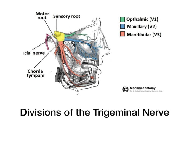 Facial, Trigeminal and Vagus nerve | PDF | Ear, Nose and Throat ...
