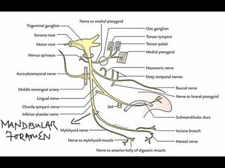 Facial, Trigeminal and Vagus nerve | PDF