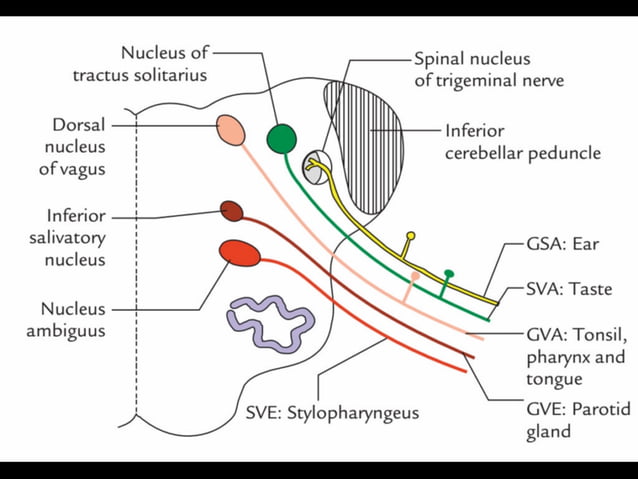 Facial, Trigeminal and Vagus nerve | PDF | Ear, Nose and Throat ...