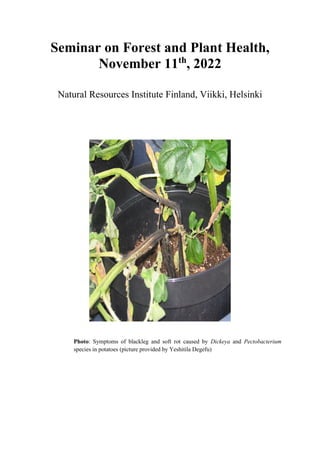 Seminar on Forest and Plant Health,
November 11th
, 2022
Natural Resources Institute Finland, Viikki, Helsinki
Photo: Symptoms of blackleg and soft rot caused by Dickeya and Pectobacterium
species in potatoes (picture provided by Yeshitila Degefu)
 
