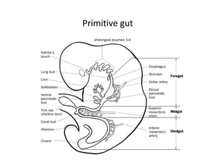 Primitive Intestine Development of hindgut and urogenital system | PDF
