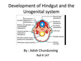 Development of Hindgut and the
Urogenital system
By : Adish Chundunsing
Roll # 147
 